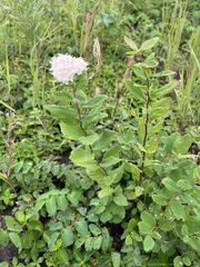 Spiraea stevenii