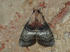 Pococera expandens
