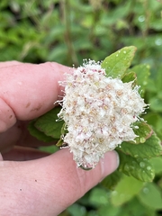 Spiraea stevenii