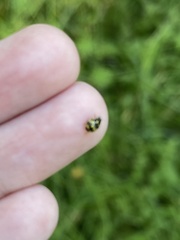 Propylea quatuordecimpunctata