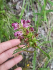 Pedicularis sudetica