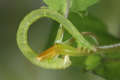 Ecliptopera capitata