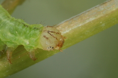 Ecliptopera capitata