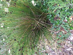 Juncus balticus