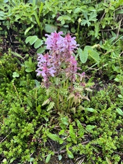 Pedicularis verticillata