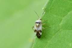 Lygus pratensis