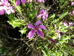 Acmadenia macropetala