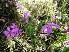 Acmadenia macropetala