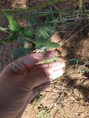 Dianthus marschallii