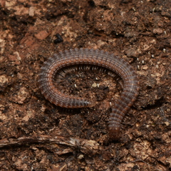 Tynommatidae