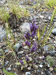Gentianella propinqua