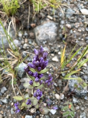 Gentianella propinqua