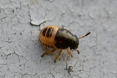 Neottiglossa pusilla
