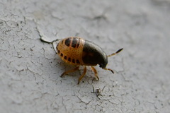 Neottiglossa pusilla