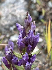 Gentianella propinqua
