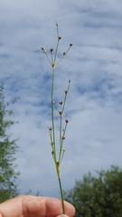 Juncus alpinoarticulatus
