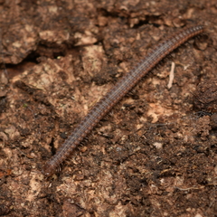 Tynommatidae