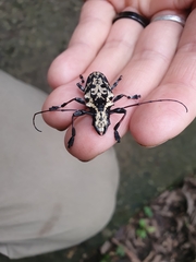 Steirastoma marmoratum