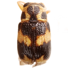 Pachybrachis tridens