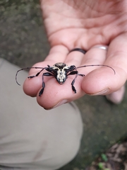 Steirastoma marmoratum