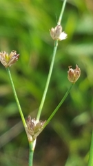 Juncus alpinoarticulatus