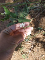 Dianthus marschallii