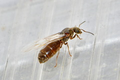 Lasius