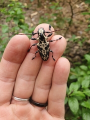 Steirastoma marmoratum