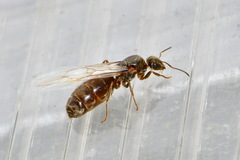 Lasius