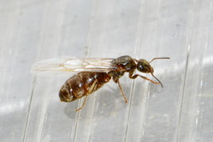Lasius