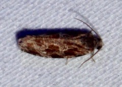 Phaecasiophora confixana