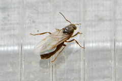 Lasius