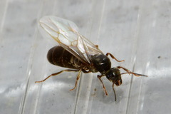 Lasius
