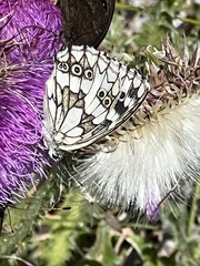 Melanargia galathea