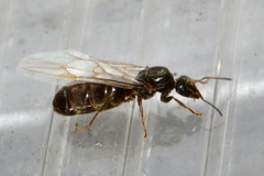 Lasius