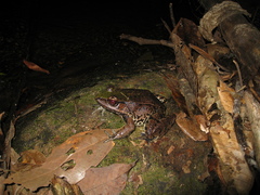 Lithobates palmipes