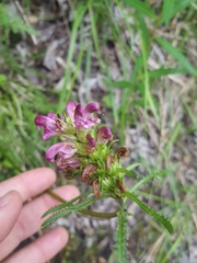 Pedicularis sudetica