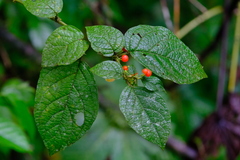 Witheringia solanacea