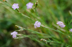 Dianthus benearnensis