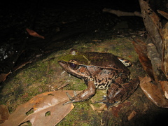Lithobates palmipes