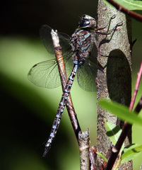 Aeshna canadensis
