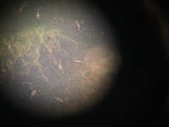 Cyprinodontidae