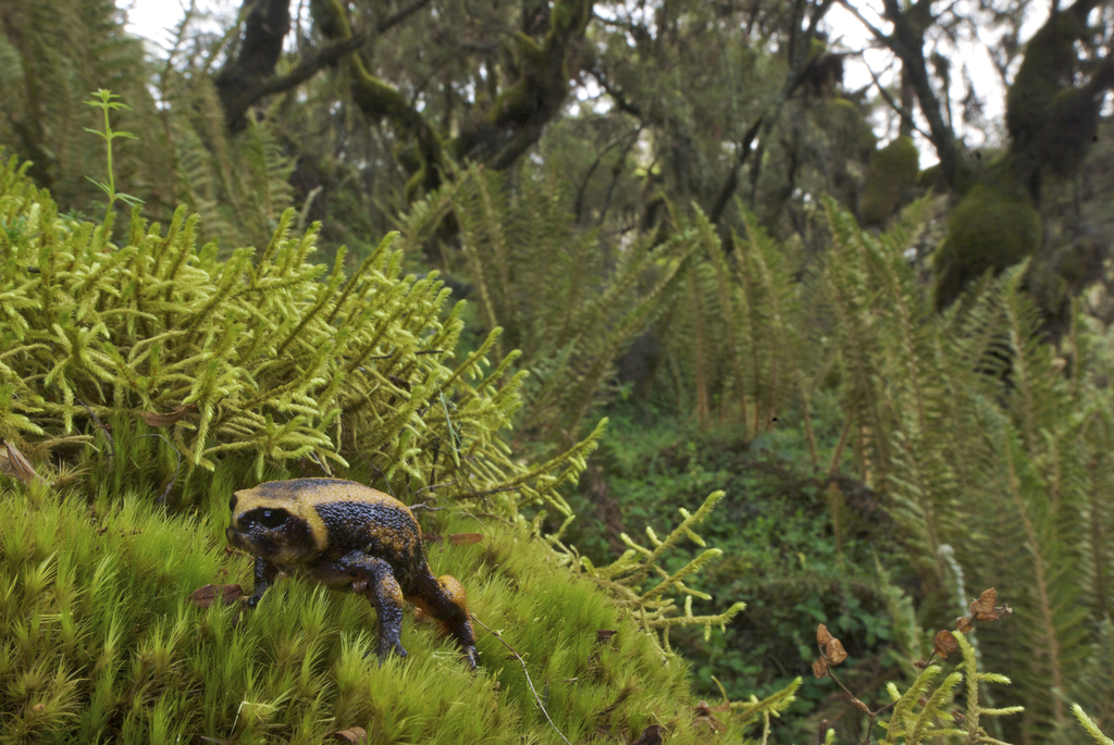 Bale Mountains Treefrog
