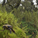 Balebreviceps hillmani - Photo (c) michelemenegon, algunos derechos reservados (CC BY-NC), uploaded by michelemenegon