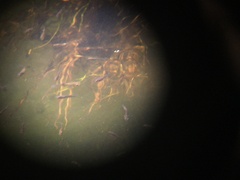 Cyprinodontidae