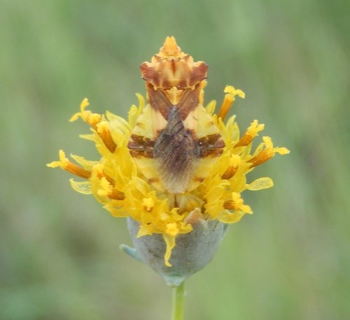 Jagged Ambush Bug