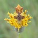 Phymata americana coloradensis - Photo (c) cweirauch, osa oikeuksista pidätetään (CC BY-NC)