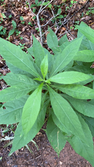 Verbesina alternifolia