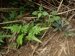 Christella acuminata