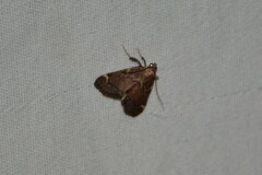 Hypsopygia thymetusalis